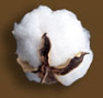 Cotton